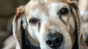 Canine kognitive Dysfunktion - Hundedemenz