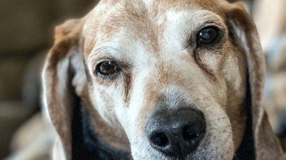 Canine kognitive Dysfunktion - Hundedemenz