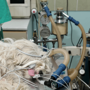 Vet Uderns Zillertal Anaesthesia
