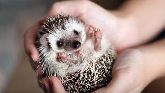 Hedgehog Aid