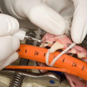 Vet Uderns Zillertal Anaesthesia