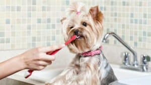 Dental health of dogs and cats