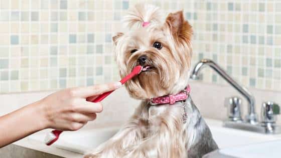 Dental health of dogs and cats
