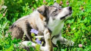 Parasiten und Juckreiz bei Hund und Katze