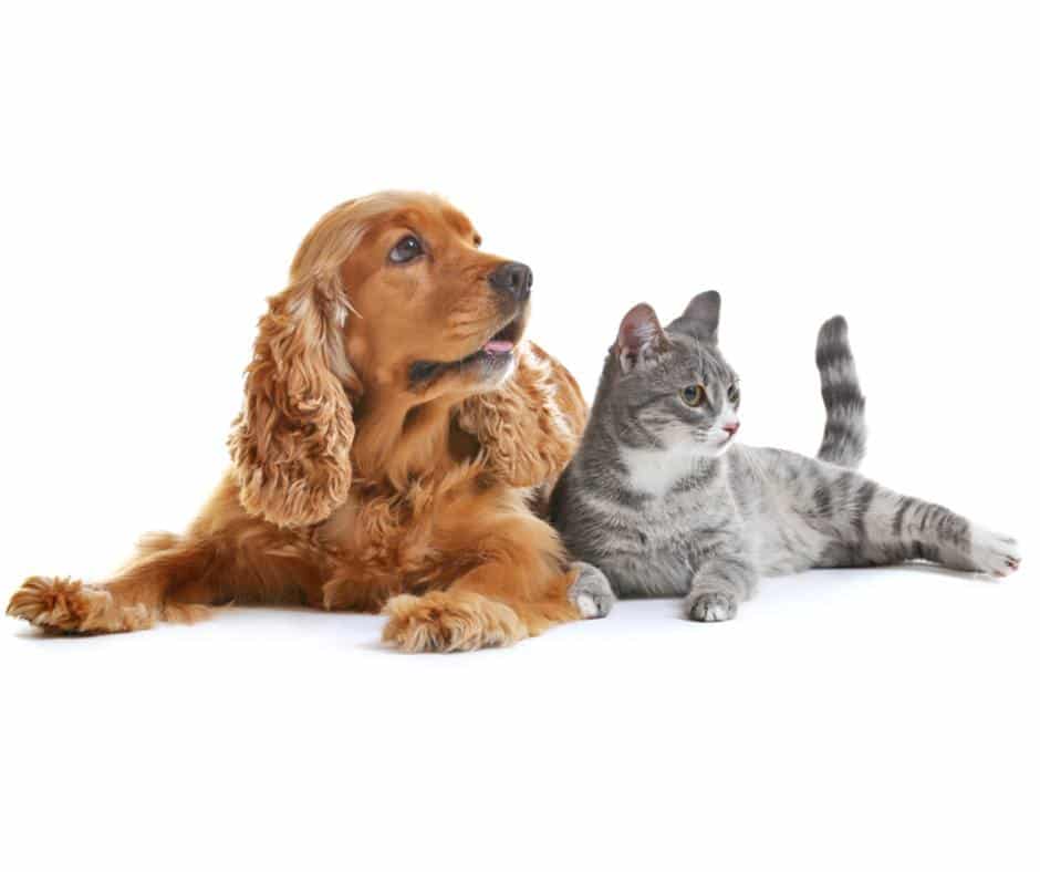 Hundemedizin und Katzenmedizin