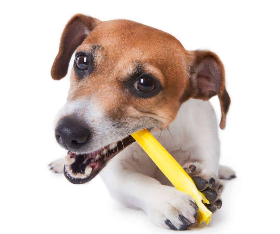 Dental health dog