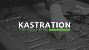 Kastration Sterilisation