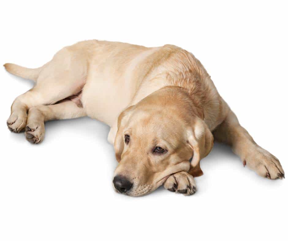 Labrador dog at the vet