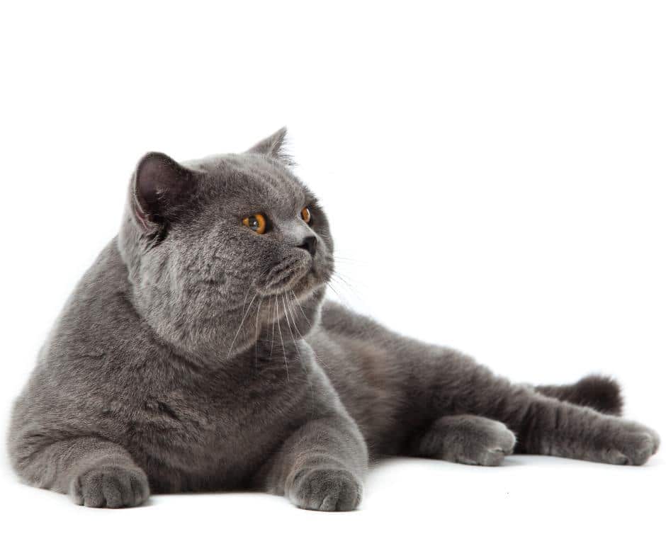 British Shorthair cat at the vet