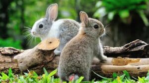 Rabbit health