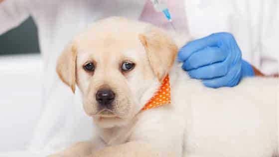 Vaccination of a dog at the veterinary practice in Uderns
