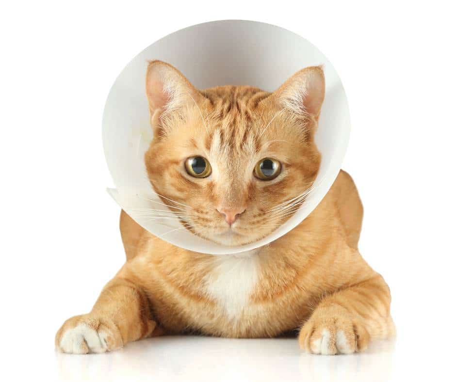 Katze mit Halskragen nach einer Operation