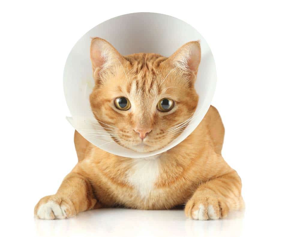 Cat with neck collar after an operation