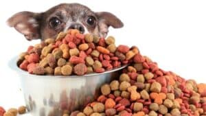 The right nutrition for your dog