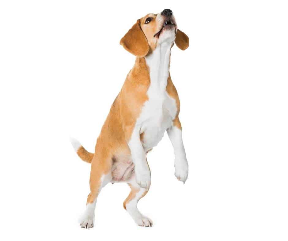 Beagle in der Tierarztpraxis