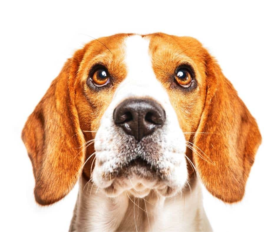 Beagle in the veterinary practice