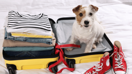 Hundeurlaub planen
