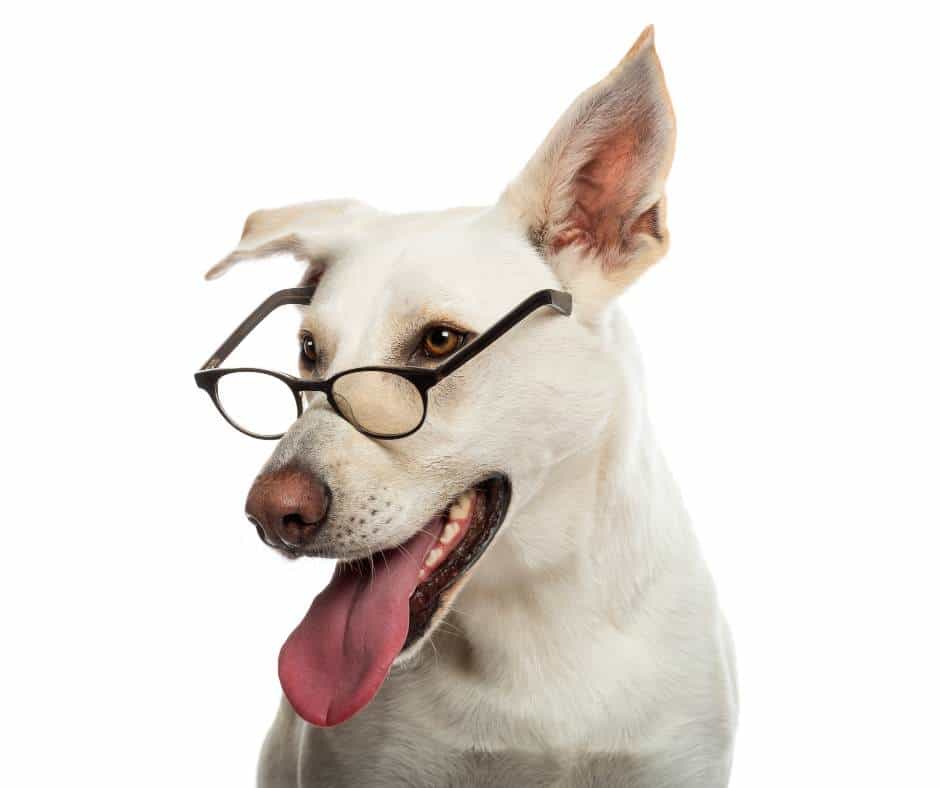 Dog with glasses