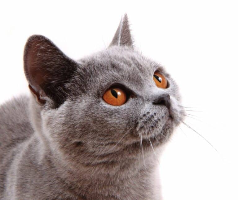 British Shorthair Cat Veterinarian Uderns