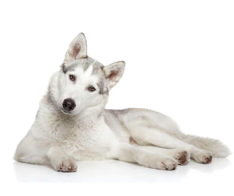 Alaskan Malamute Hund beim Tierarzt