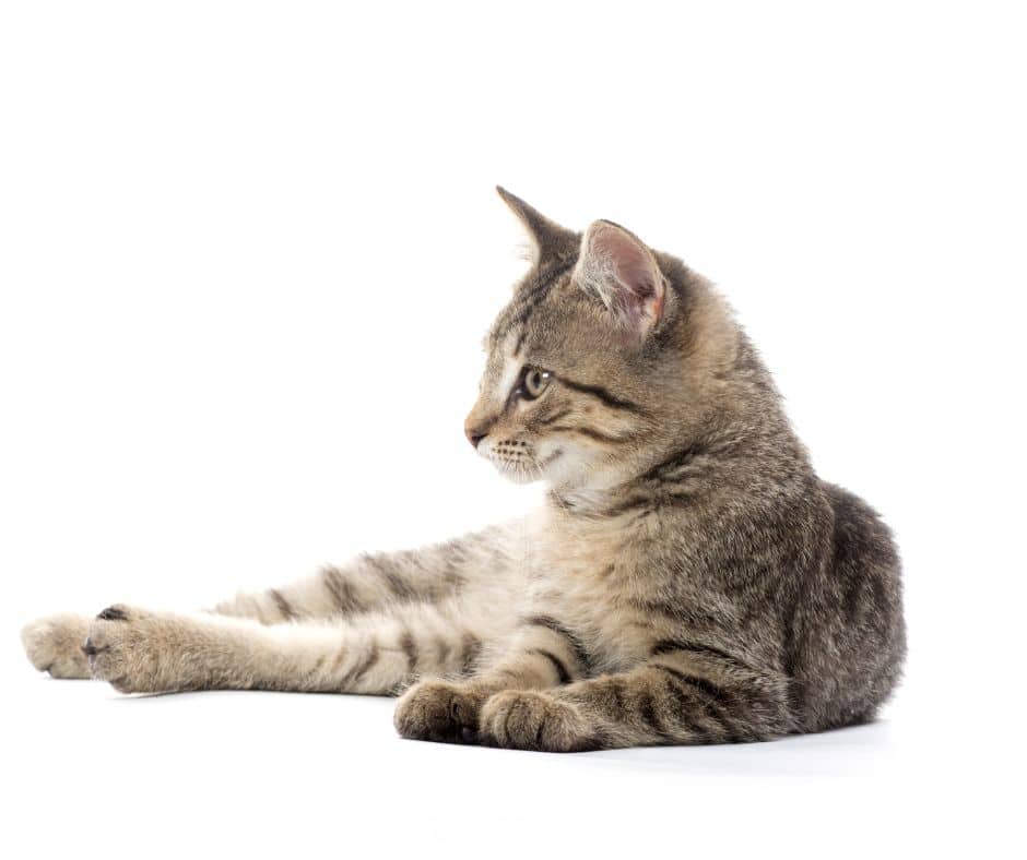 Katzenfreundliche Tierarztpraxis