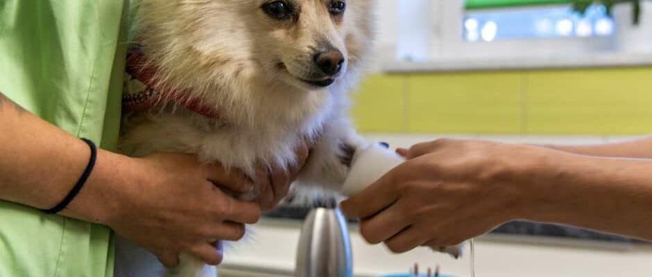 Blutuntersuchung beim Hund in der Tierarztpraxis