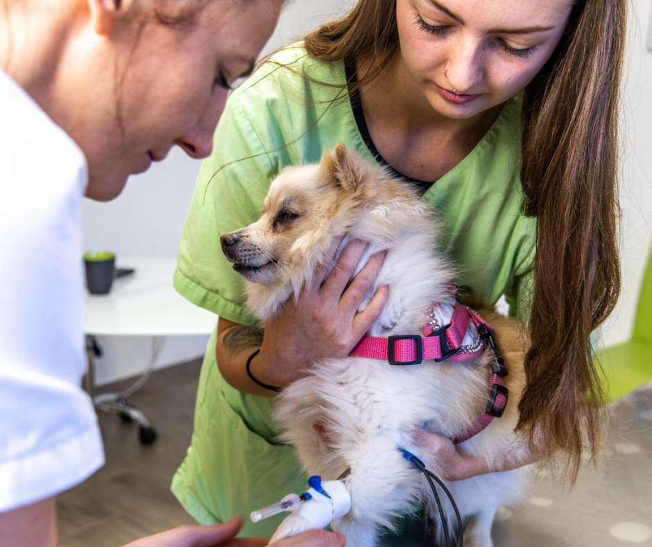 Blood sampling in dogs