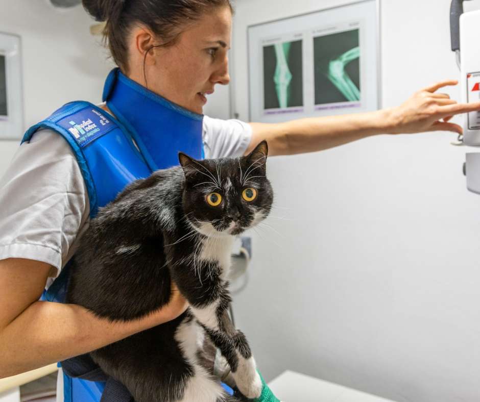 X-ray examination of a cat