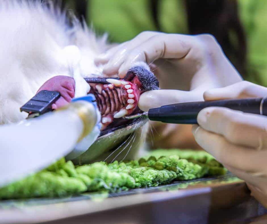 Dental treatment for dogs