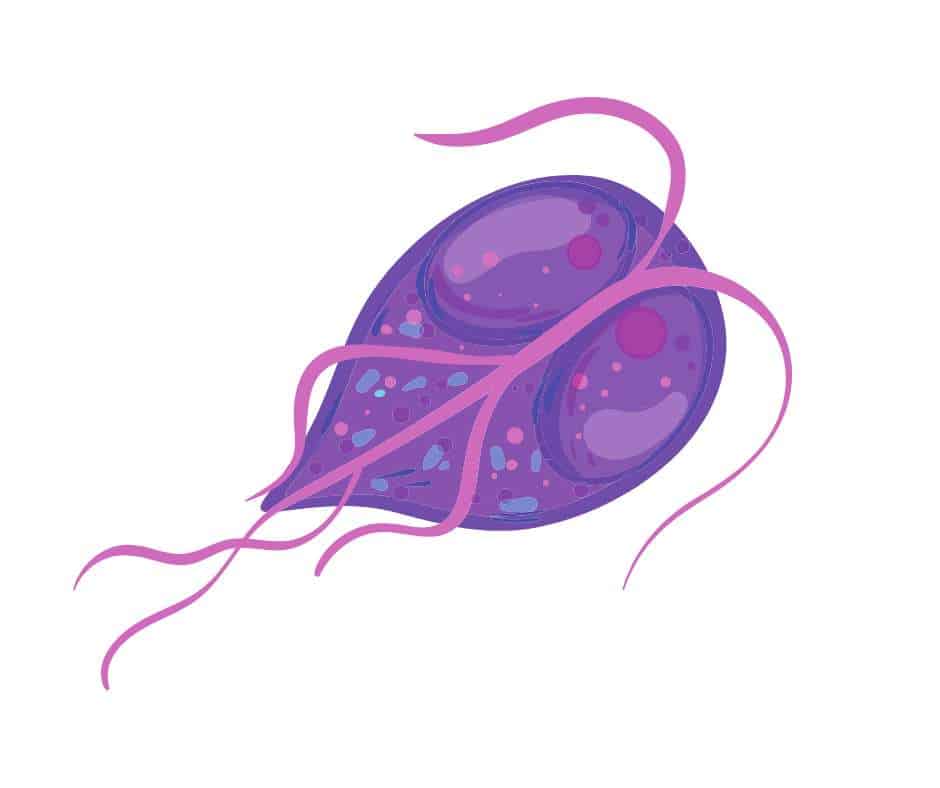 Giardia in dogs and cats