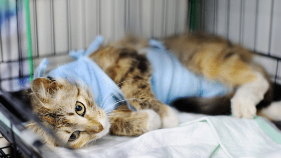 Inpatient treatment of a cat
