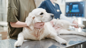 Behandlung Hund Tierarzt Uderns Zillertal