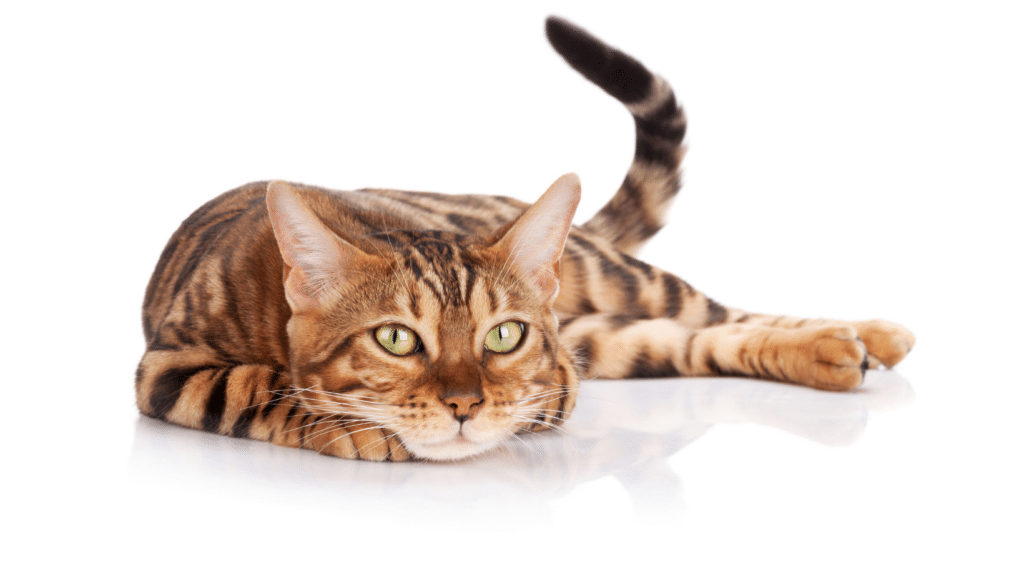Katzenfreundliche Tierarztpraxis
