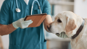 Zeckenübertragene Krankheiten beim Hund