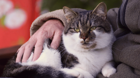 Leitfaden für Katzen im Alter