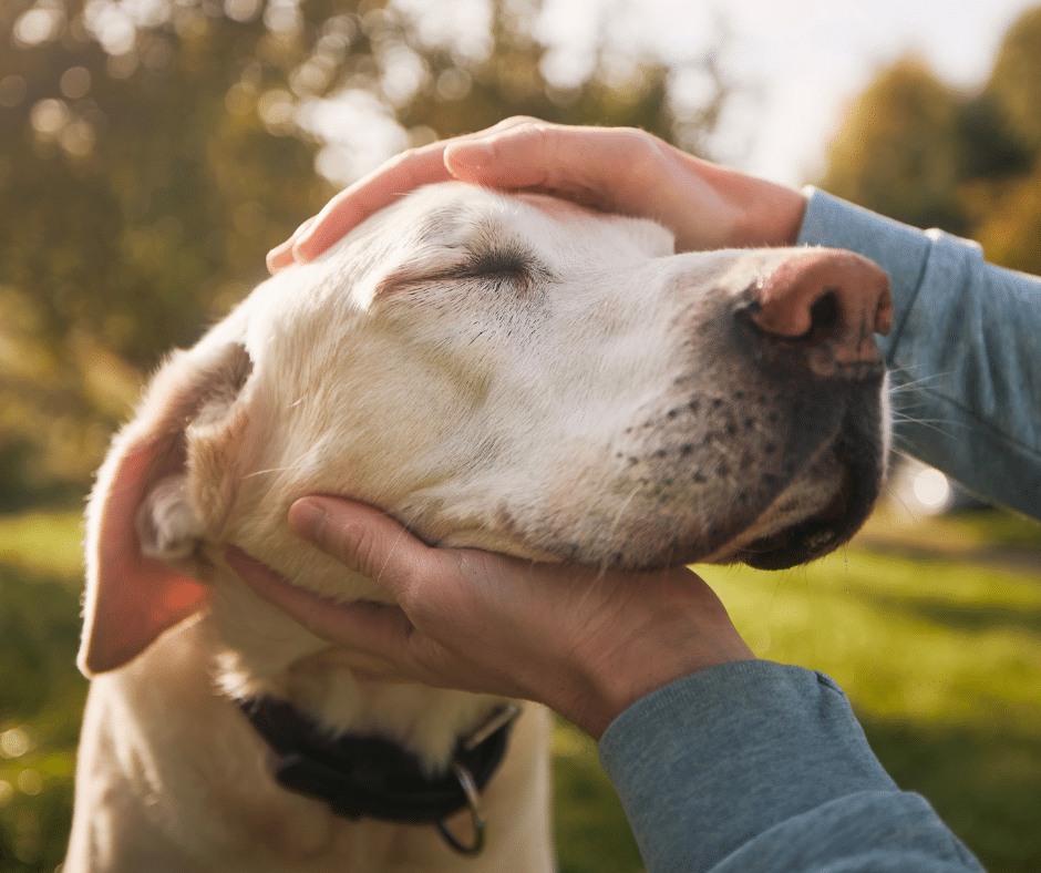 Tipps rund um den Seniorhund