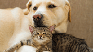 10 Tipps für die Gesundheit von Hund und Katze