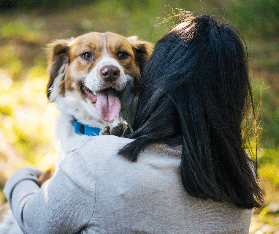 Darmerkrankungen des Hundes