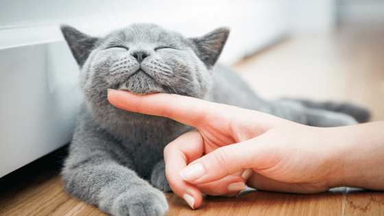 Diabetes mellitus bei der Katze