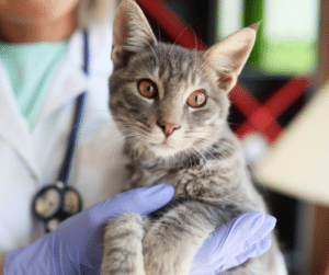 Asthma bei der Katze
